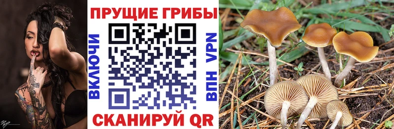 Псилоцибиновые грибы Magic Shrooms  Купить закладки  Пучеж 